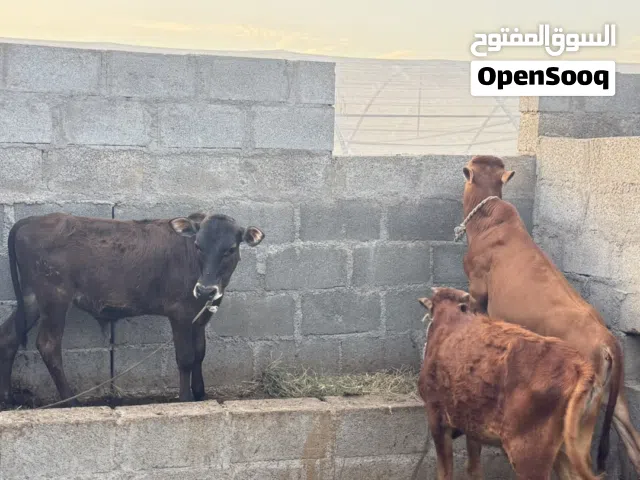 عجل محلي للبيع