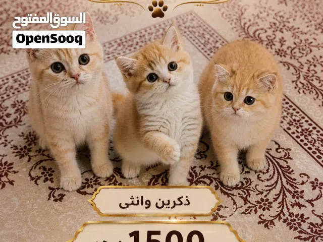 متوفر قطاو سكوتش قولد ستريت و فولد