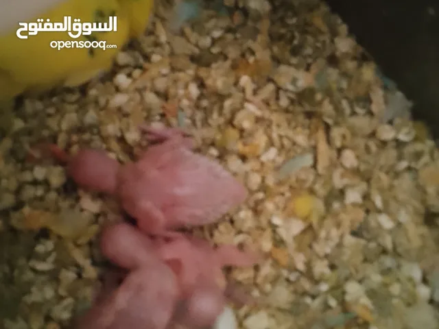 كوم حب جوز تحتو فرخين وجه فطم وجوز تحتو 3 فراخ عمر اسبوع وجوز جنة و 10 مخاليف حب ومطير