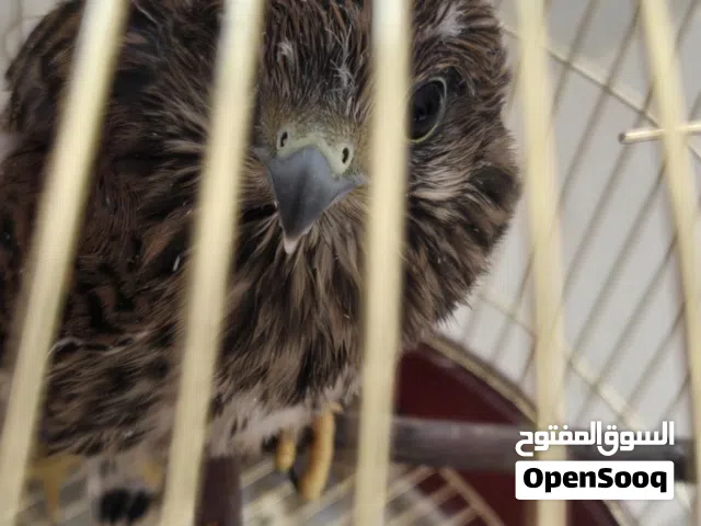 فروخ عمر 3 اسابيع