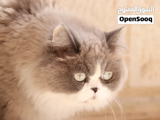 راغدول انثى للبيع