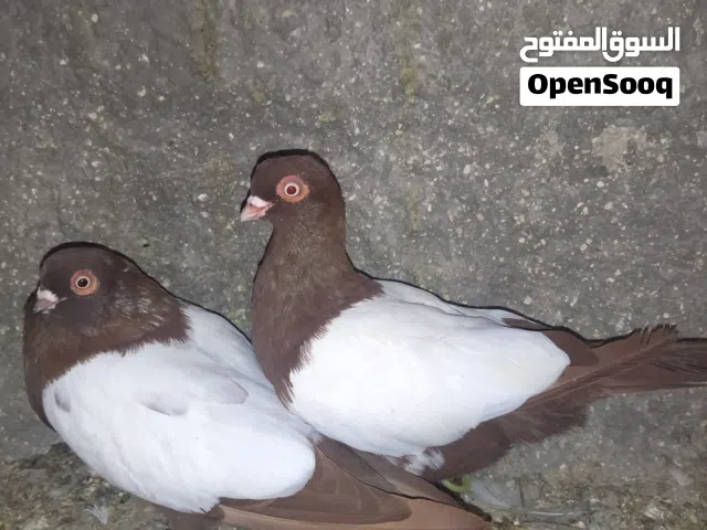 جوز مزهورات
