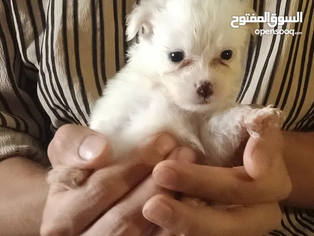 جراوي بومرينيان حجم صغير جدا ونادر