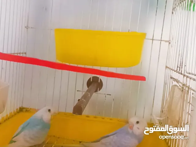 جواز وحبات طيور