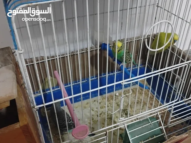 جوز حب للبيع