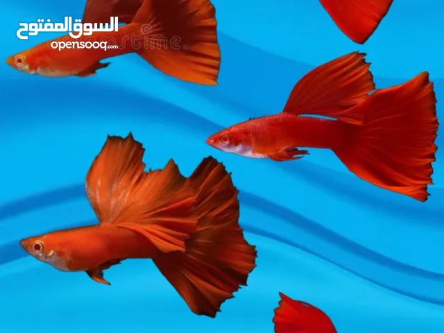 Fancy guppies of many types,mollies,tiger Barbs,betta/fighter fish,ramshorn and bladder snails