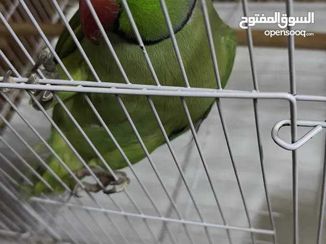 ببغاء دره ذكر