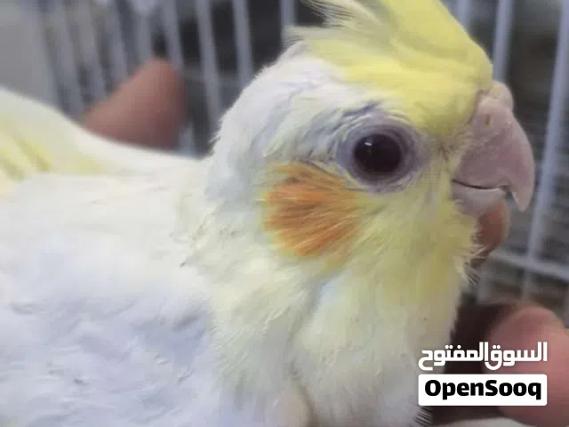 ذكر وانتي  مستوى قوي للتزاوج  والبيع السعر