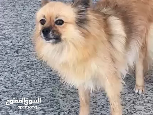 كلب بومرينيان انثى للبيع