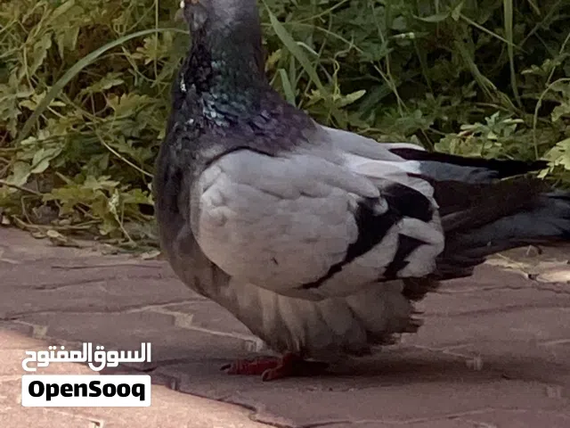 للبيع  حمام مودينا بيور  الجنس : غير معروف