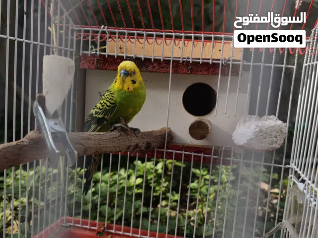 طيور حب  نورمال ضمان الإنتاج فول وبيهن الآفة