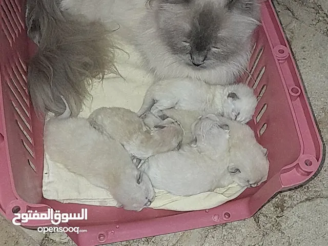 قطة هملايه أنثى لون عيون لأم أزرق مع ولادها الصغار عمرهم 4ايام