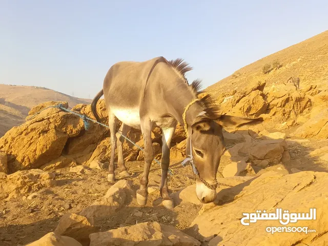 جحشه غنم كفاله ركوب