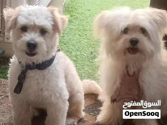 dogs male female