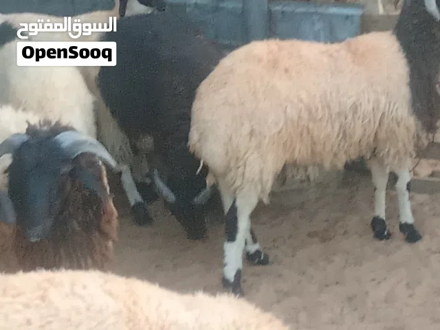 خرفان عيد  ماكلتهم شعير