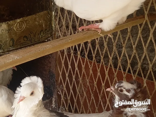 جوز حمام نمساوي لون أبيض حلوات شغل زينة
