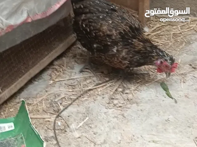 ديج 3 دجاجات سعرهن 60 قفل