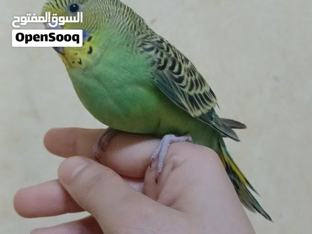 بادجي اليف مناسب اطفال