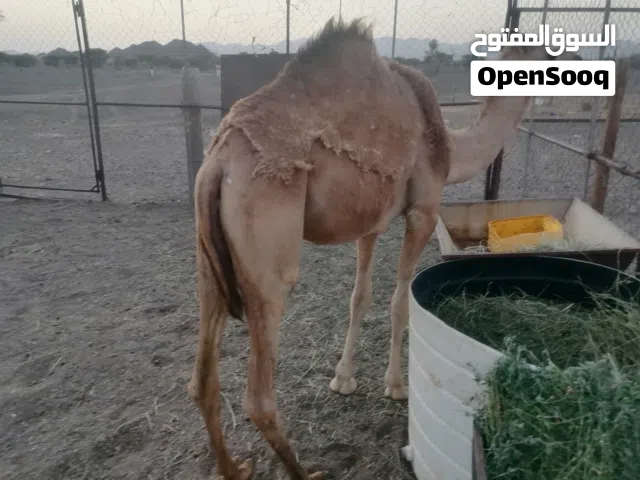 للبيع بكره فطيمه