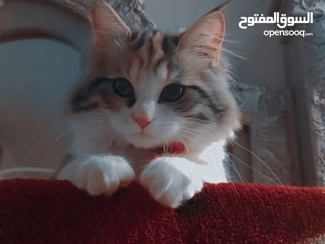 قطه أنثى مفقودة في الكويت في جليب الشيوخ اللي يلقاها يدق على الرقم