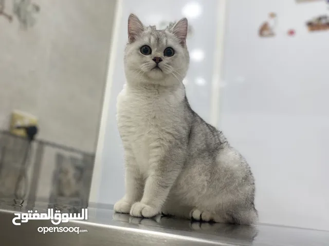 Breed chinchilla British shorthair