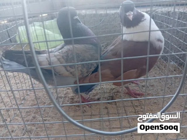 كوبية ميني ربي يبارك