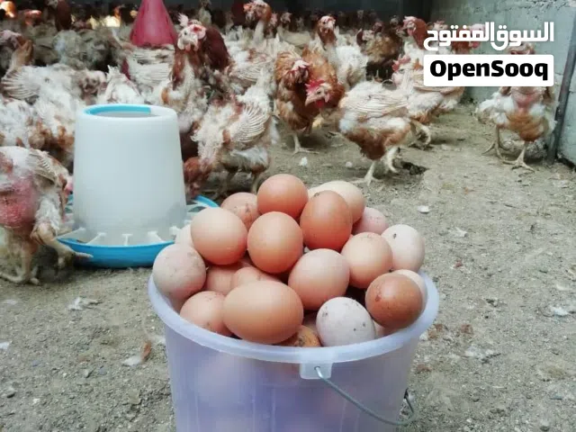 مطلوب حقم ب 500بيسه