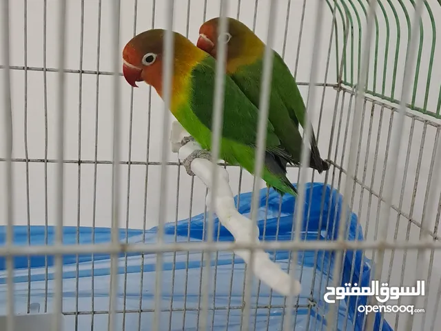 جوز طيور فيشر جاهزين بيع مستعجل