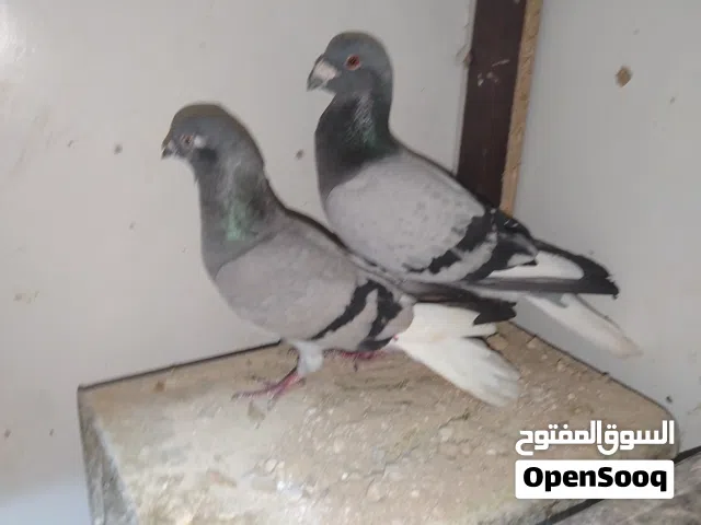 عبسي ونوريه