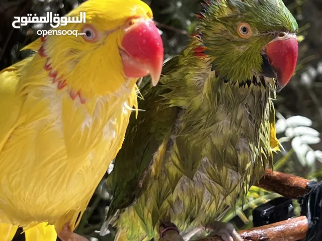 ببغاء درة اليفات ومتكلماااات