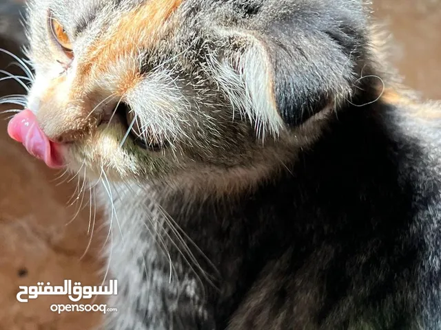 قطه أنثى مكس تركيا و بلجيكيه مطعمه نظيفه للبيع
