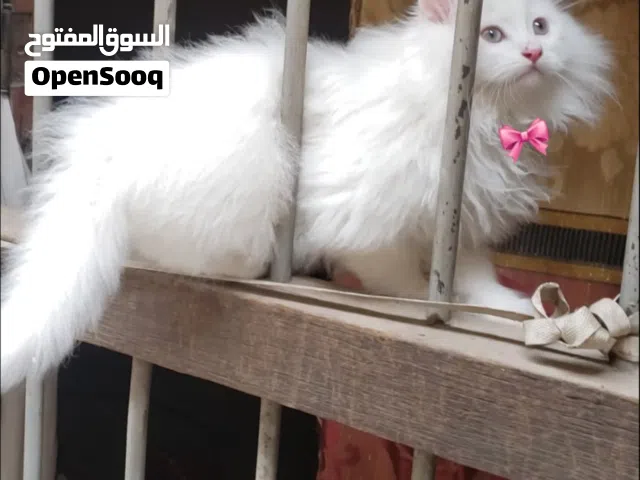 حيونات للبي...