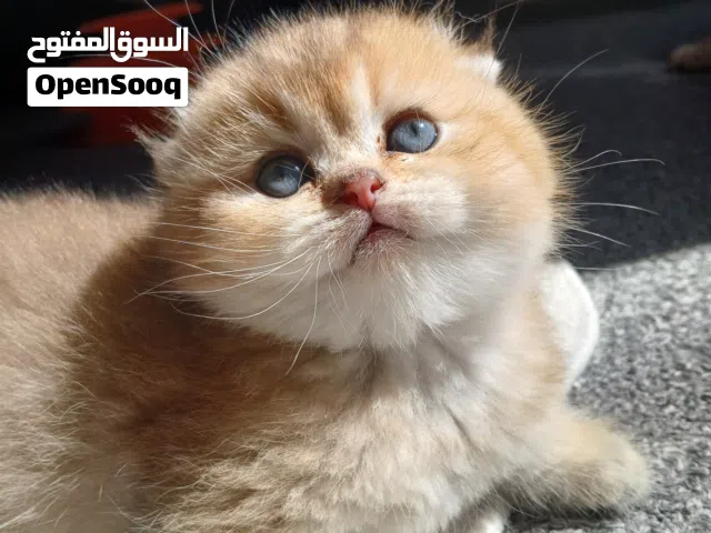 سكوتش فولد وستريت
