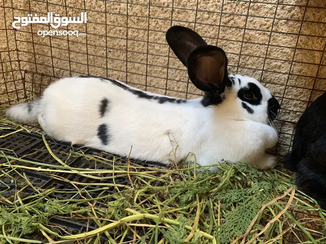أرانب ألمانيا ذكر وزوز انتيات عمرهم 5 شهور سعر ساوم لاستفسار على الرقم الي في الوصف