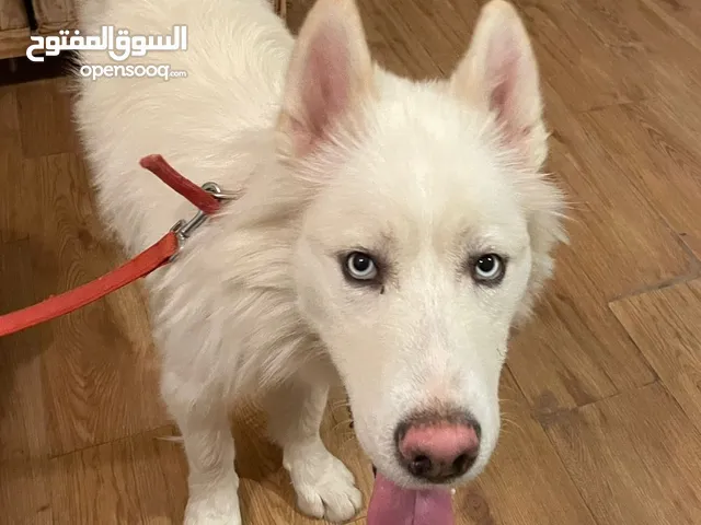 كلب هاسكي بيور ابيض للبيع لعوب جدا