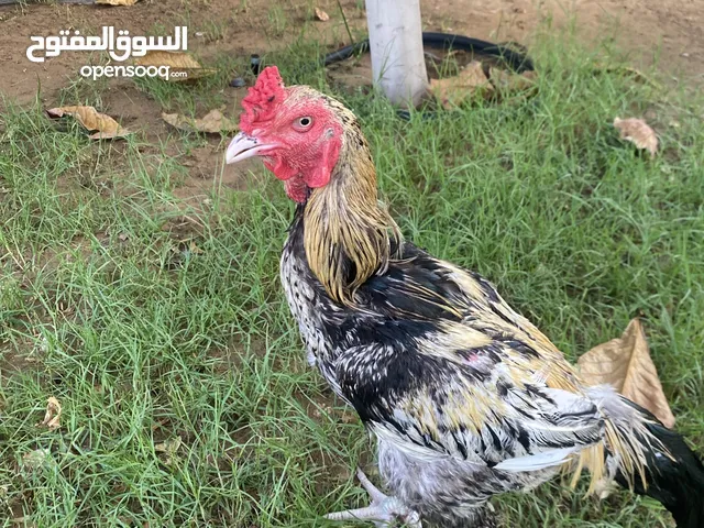 Abood12345