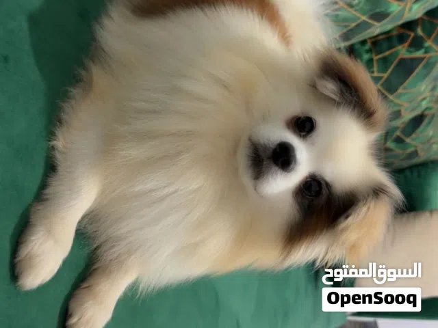 Spitz  Pomeranian