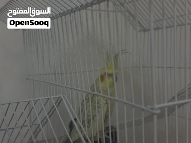 Cockatiel bird