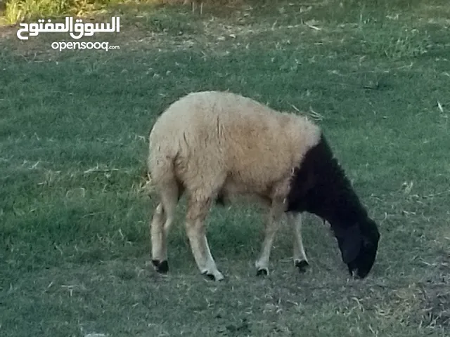 زوز فطايم وطنيات ربي يبارك في رزق الجميع