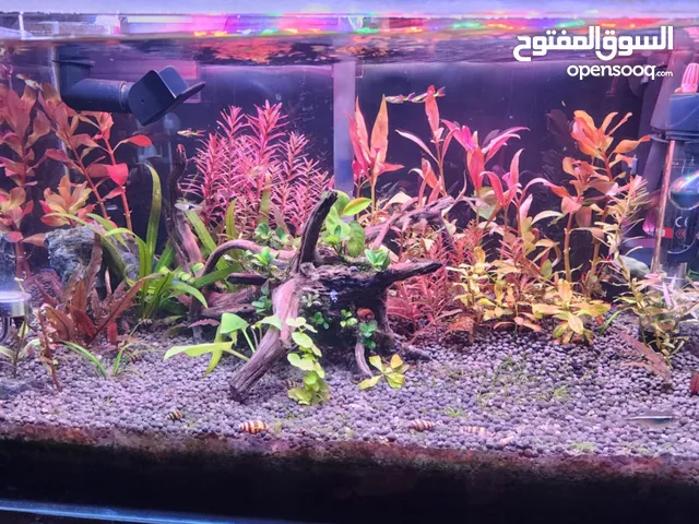حوض كرستال نباتي