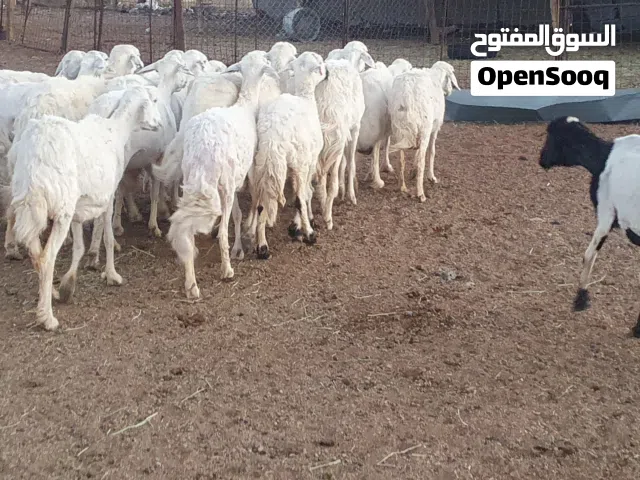 مراح جمله غنم حريه ومعزى بريه