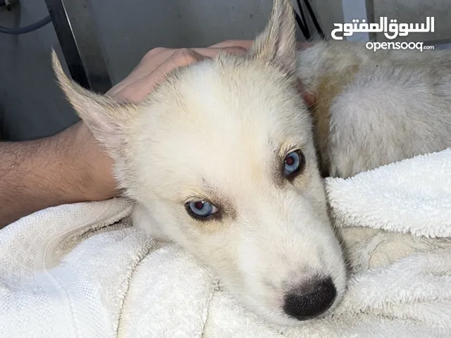 كلب هاسكي عمره 50 يوم وبصحه جيدآ ومعاها دفتر التطعيم