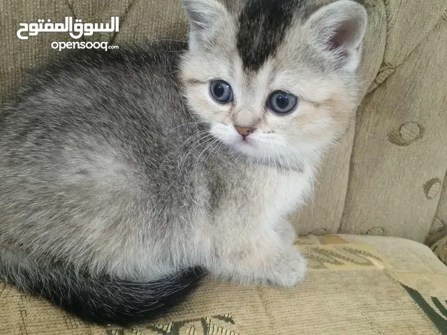 انثى سكوتش ستريت وجهه عريض العمر 50يوم