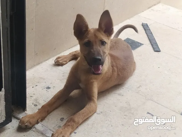 كلب بلدي أليف