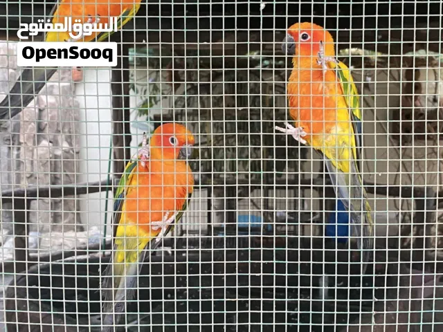 لبيع صنكنيور الواحد 1300 قابل لتفاوض