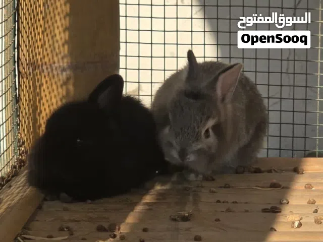 ارنبين للبيع ذكر و انثى