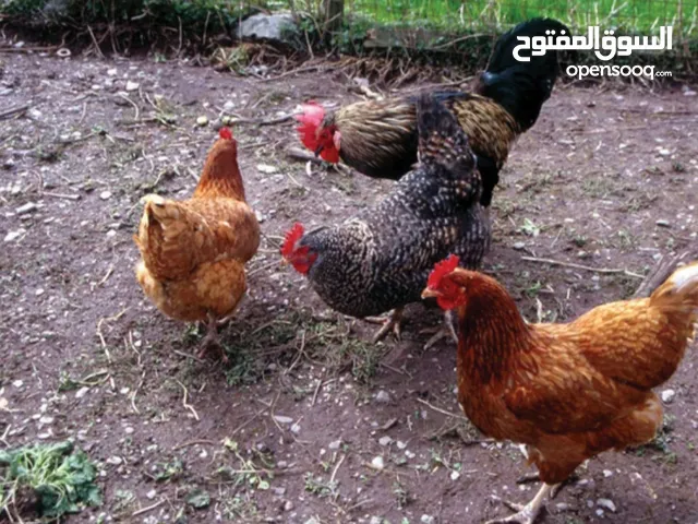 جاج للبيع ببب