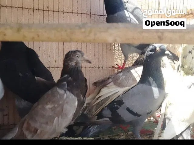 حمام عاديات اقرا الوصف
