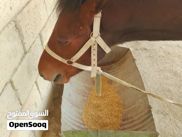 مهر ذكر مميز للبيع بسعر مغري