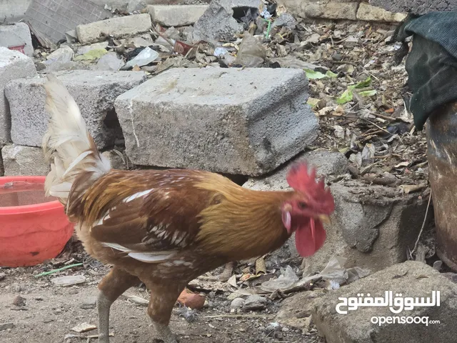 ديك عربي للبيع